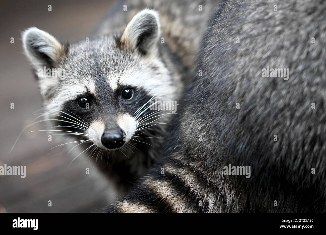 PRODUCTION - 31 August 2023, Berlin: A raccoon sits in its enclosure of the association 'Hauptsache Waschbär e.V.'. Photo: Britta Pedersen/dpa Stock Photo