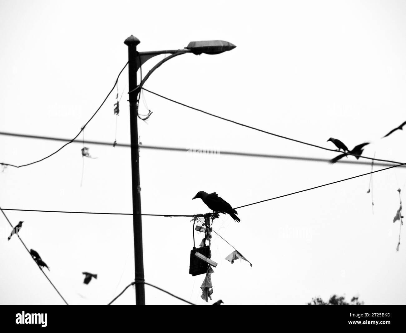 A bird perches with its handbag above the streets of Delhi, 2019. Stock Photo