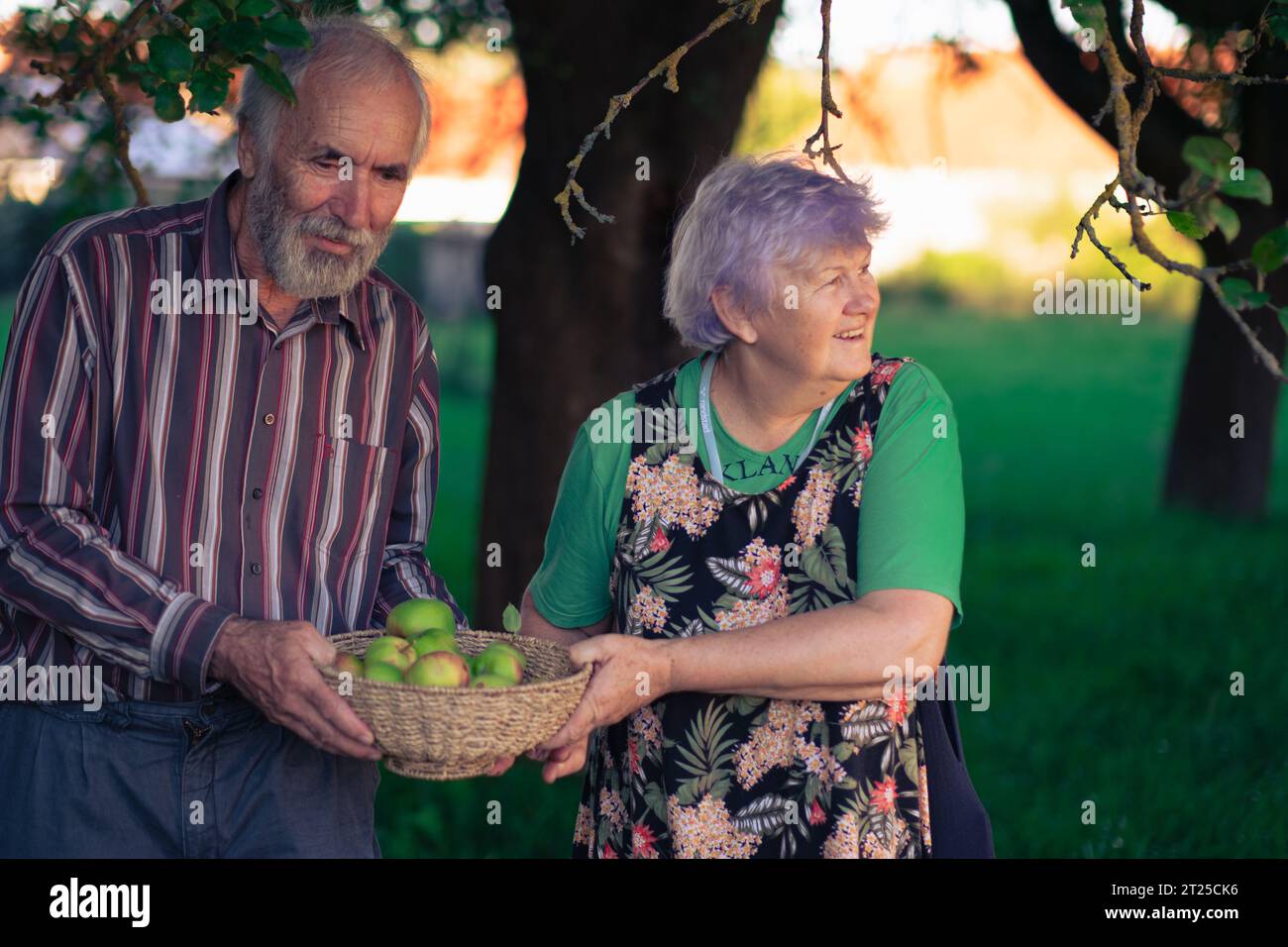 A couple of elderly people cheerfully picking apples in a shady orchard in early autumn. Healthy and well-behaved seniors enjoy life. Stock Photo