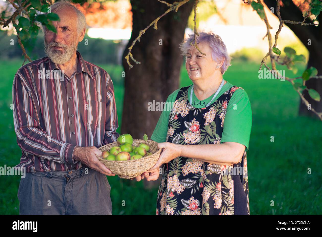 A couple of elderly people cheerfully picking apples in a shady orchard in early autumn. Healthy and well-behaved seniors enjoy life. Stock Photo