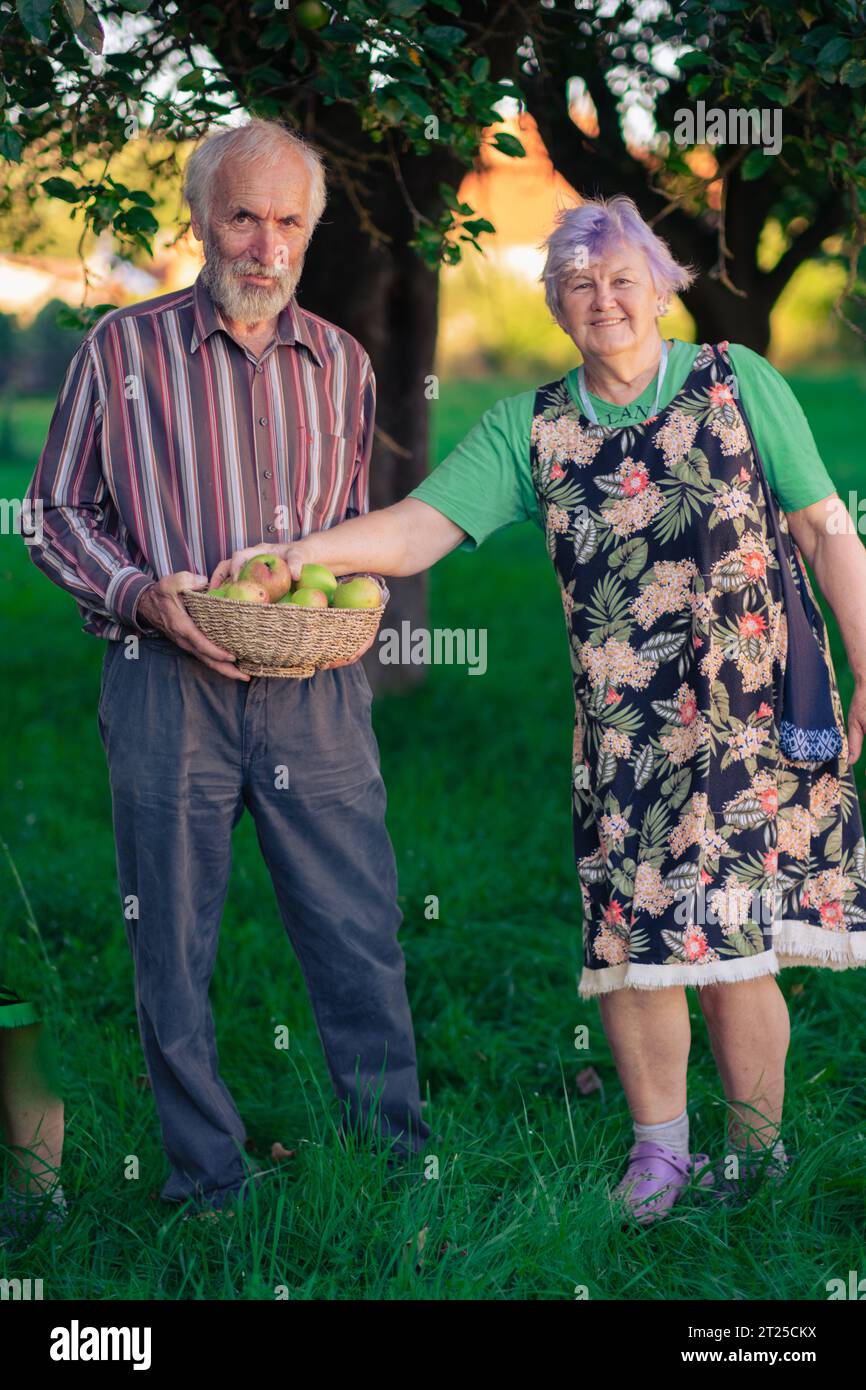 A couple of elderly people cheerfully picking apples in a shady orchard in early autumn. Healthy and well-behaved seniors enjoy life. Stock Photo