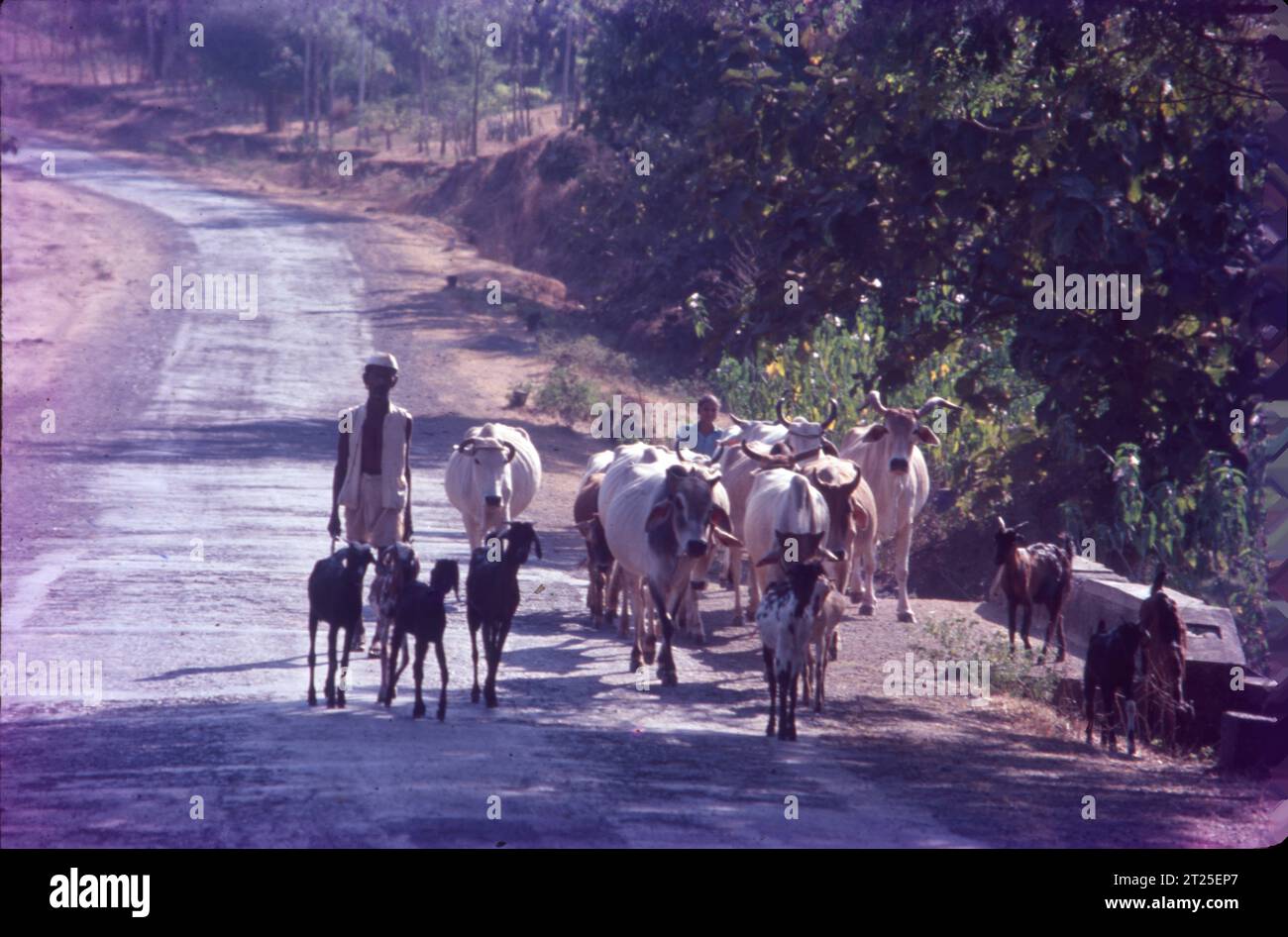 Village Scene Gujrat, India. Stock Photo