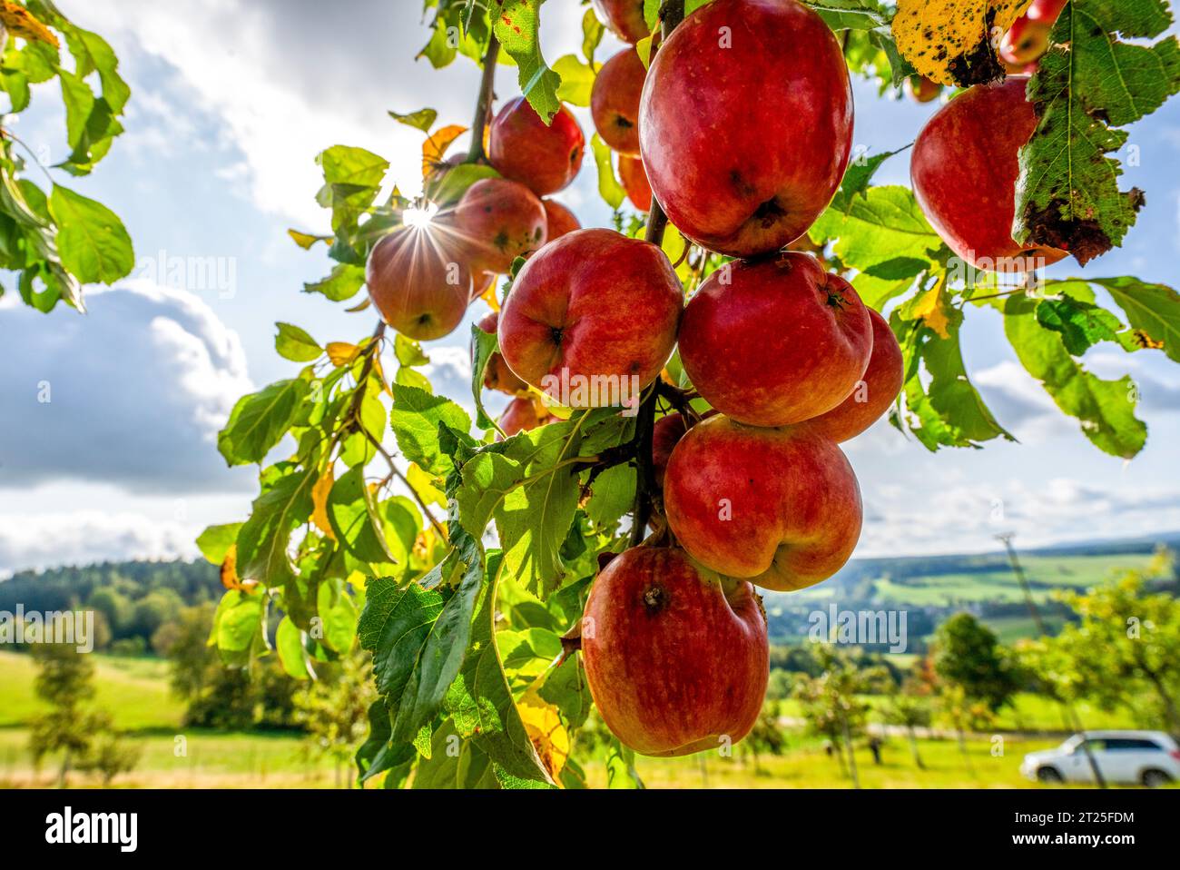 04 October 2023, Saxony, Gopplasgrün: Apple trees of different ...