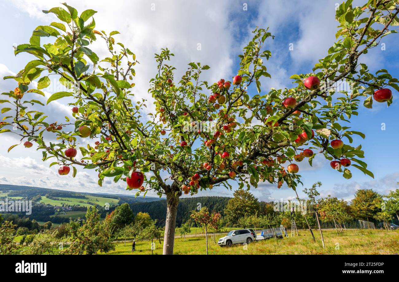 04 October 2023, Saxony, Gopplasgrün: Apple trees of different ...