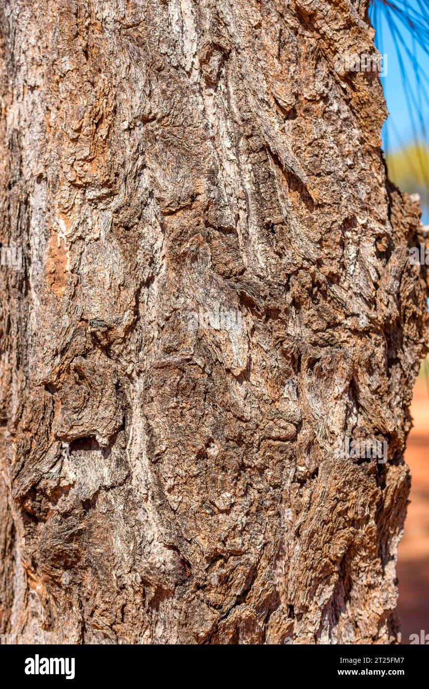 A close-up of the trunk of a Desert Oak Tree (Allocasuarina decaisneana) in Central Australia near Kings Canyon in the Northern Territory Stock Photo
