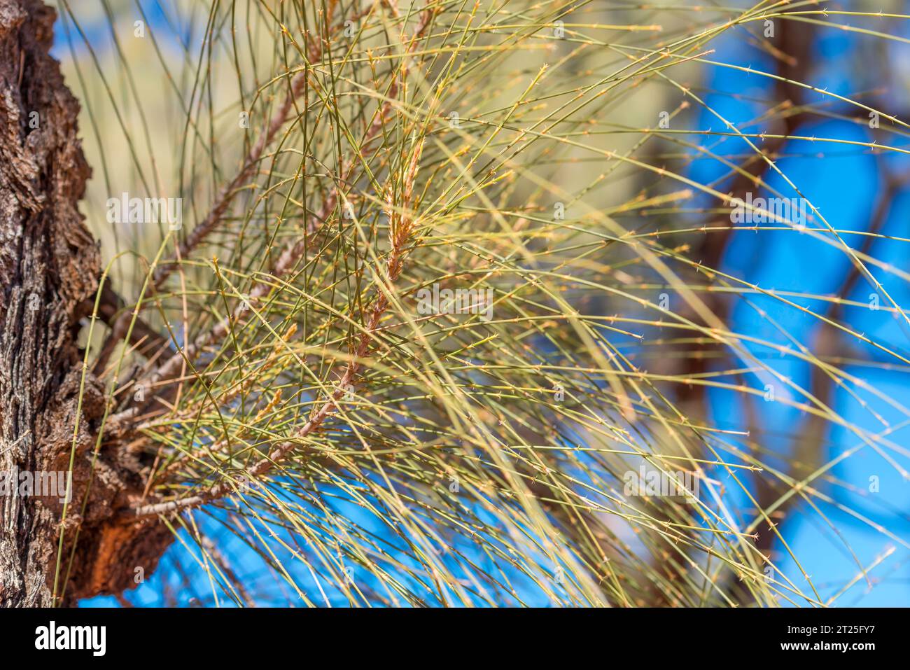 A close up of needle like phyllodes on a Desert Oak Tree (Allocasuarina decaisneana) in Central Australia near Kings Canyon in the Northern Territory Stock Photo