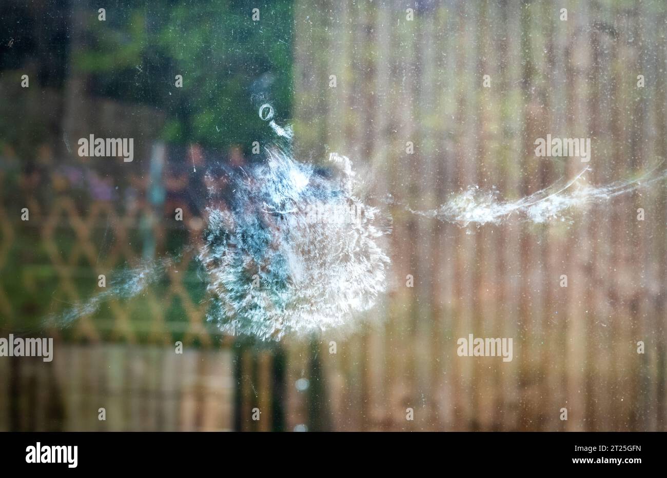 The eye, beak and white bird strike outline imprint of a wood pigeon (Columba palumbus) left after it flew full speed into a sheet of glass on a glass Stock Photo