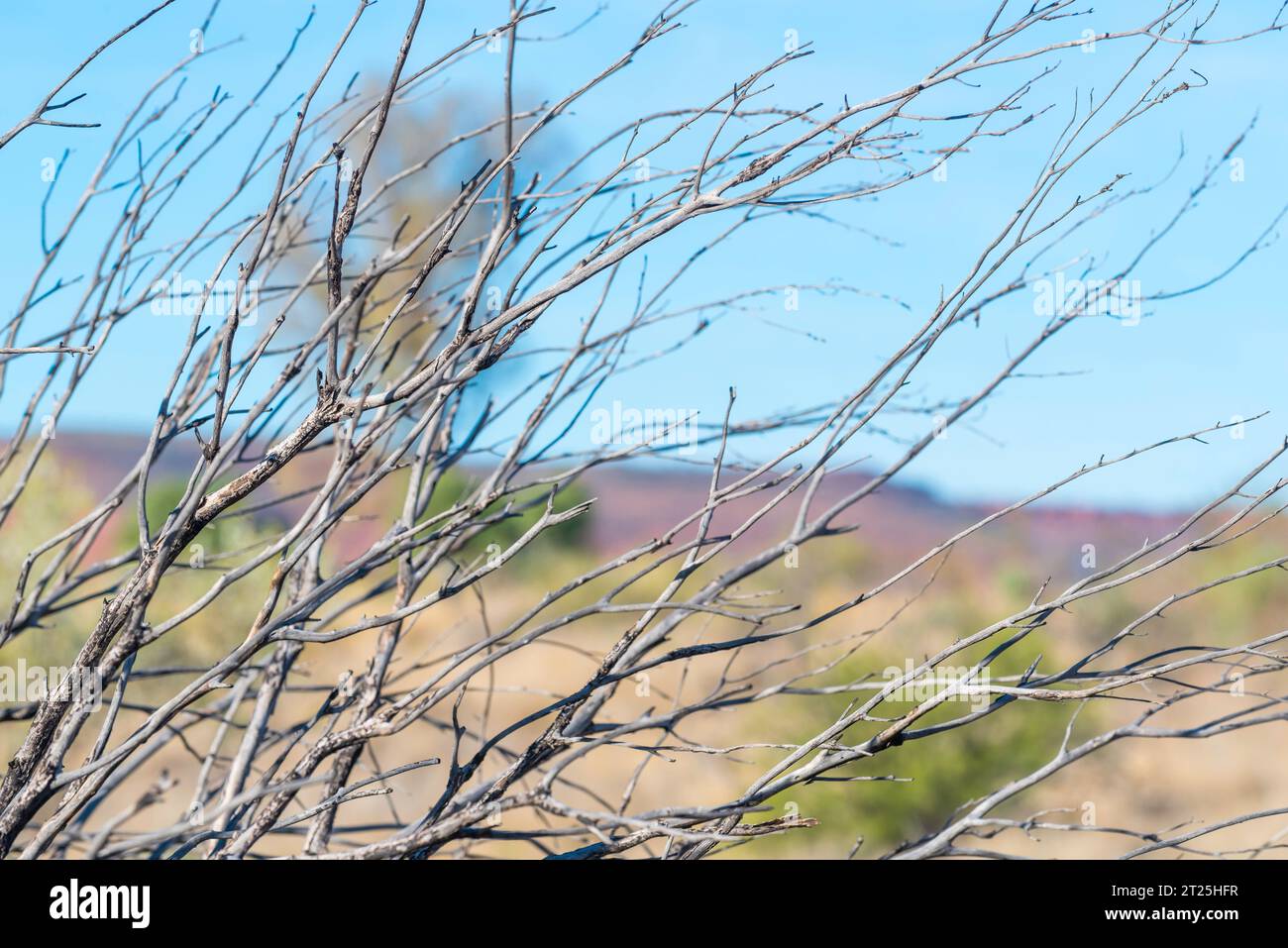 Thin branches of a Mulga wood tree with a blurred background of the George Gill Range in the Northern Territory of Australia near Kings Canyon Stock Photo