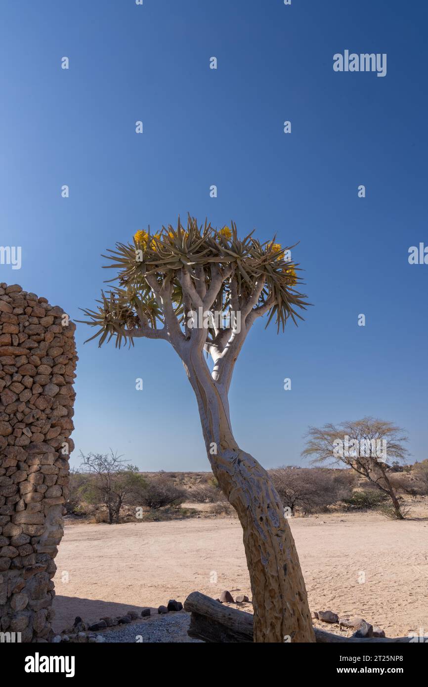 The Quiver Tree Forest (Kokerboomwoud in Afrikaans) is a forest and