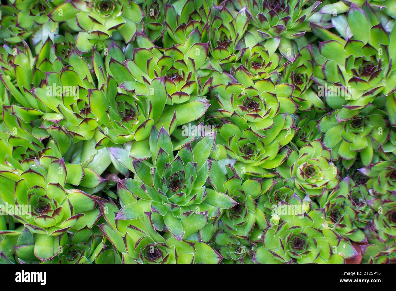 Planta de jardín ornamental siempreviva Stock Photo