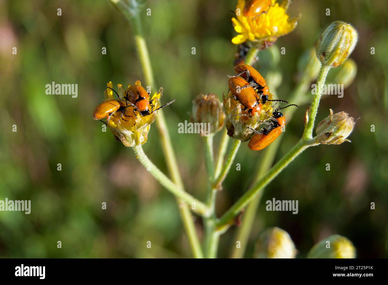 Escarabajos Exosoma lusitanicum en flor en primavera Stock Photo