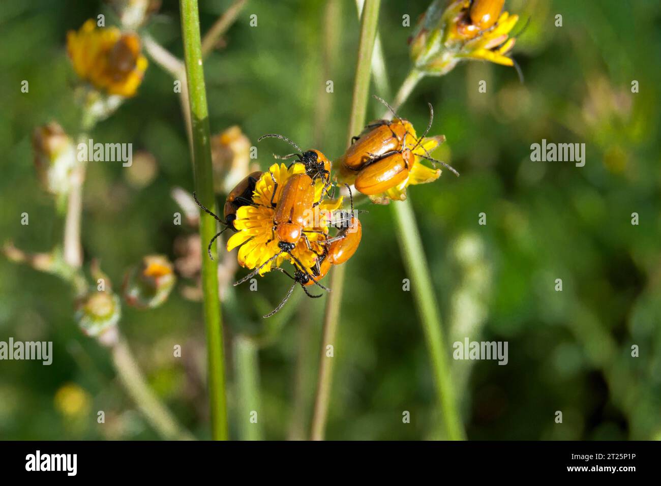 Escarabajos Exosoma lusitanicum en flor en primavera Stock Photo