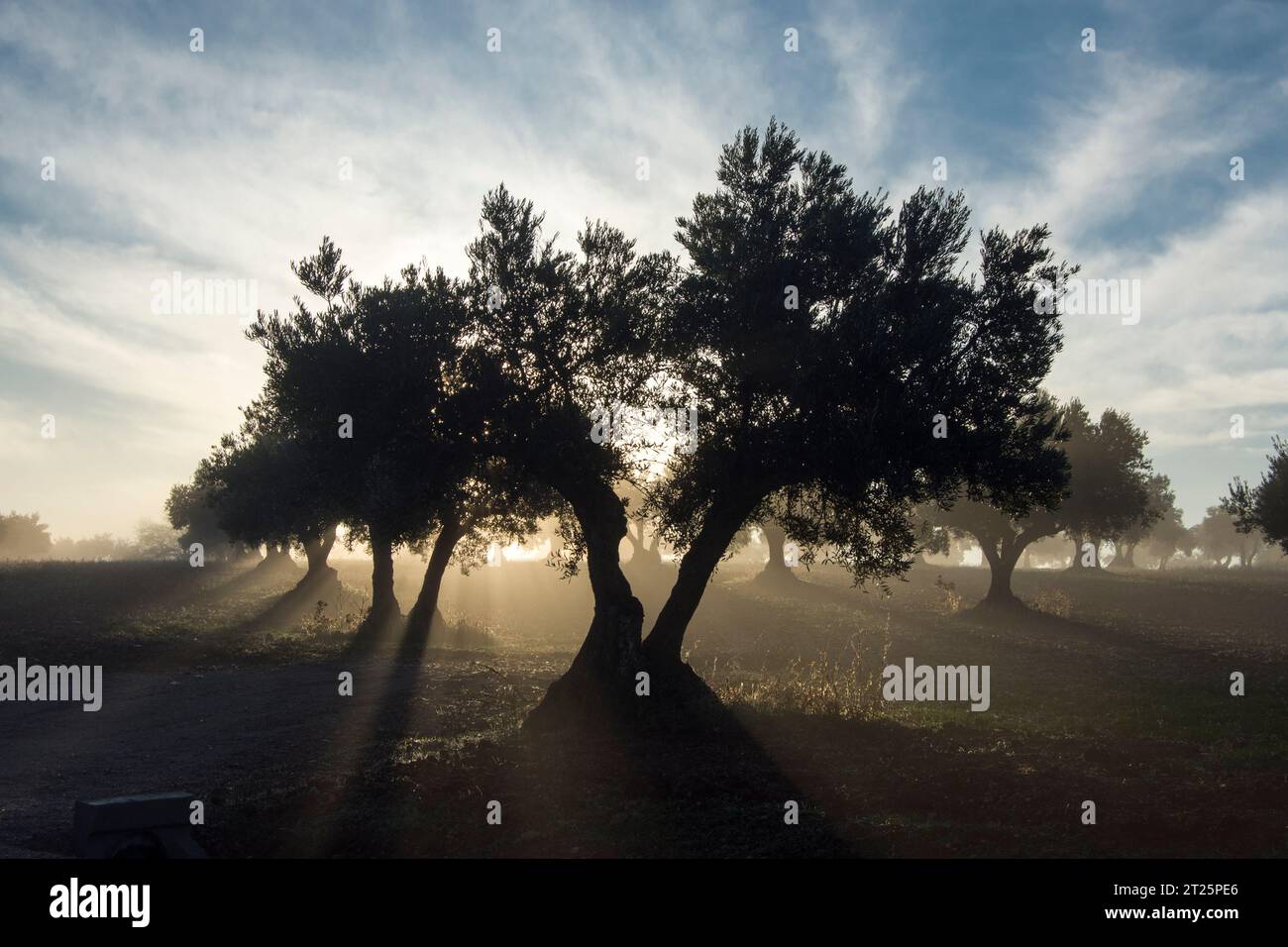 Amanecer con niebla en olivar Stock Photo