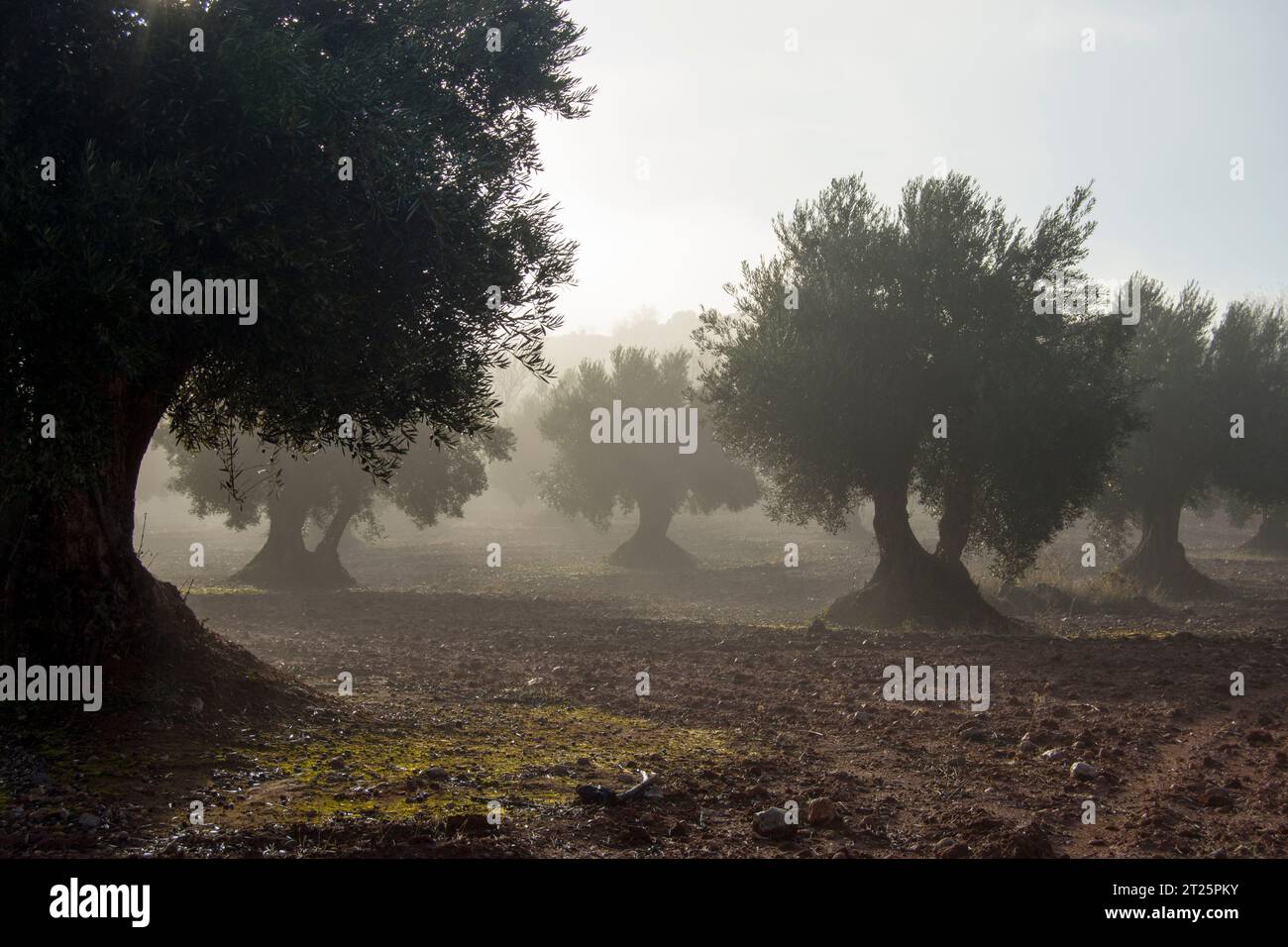 Amanecer con niebla en olivar Stock Photo
