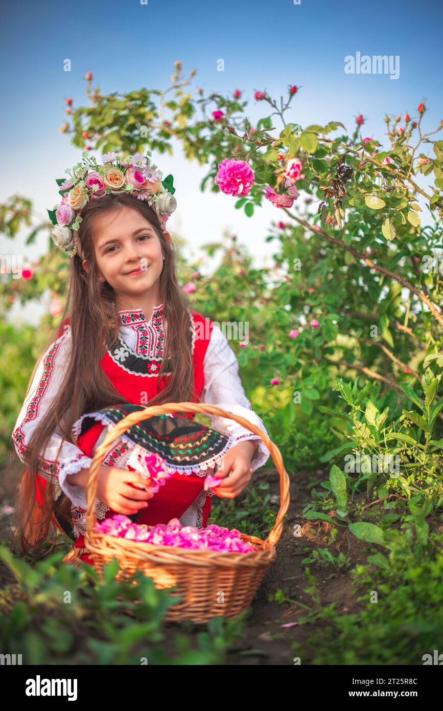 Bulgarian woman beautiful girl picking oil-bearing Rose Damascena in field at sunrise, Rose valley Kazanlak, Bulgaria Stock Photo
