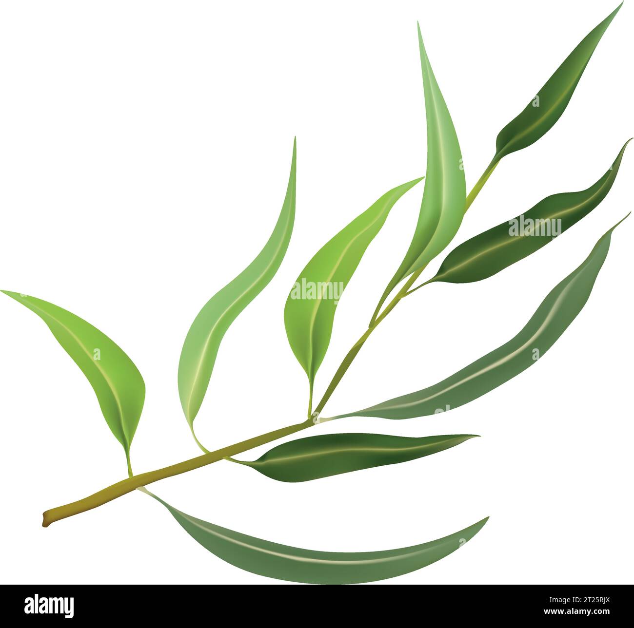 Vector illustration twig of eucalyptus leaves isolated. Branch of