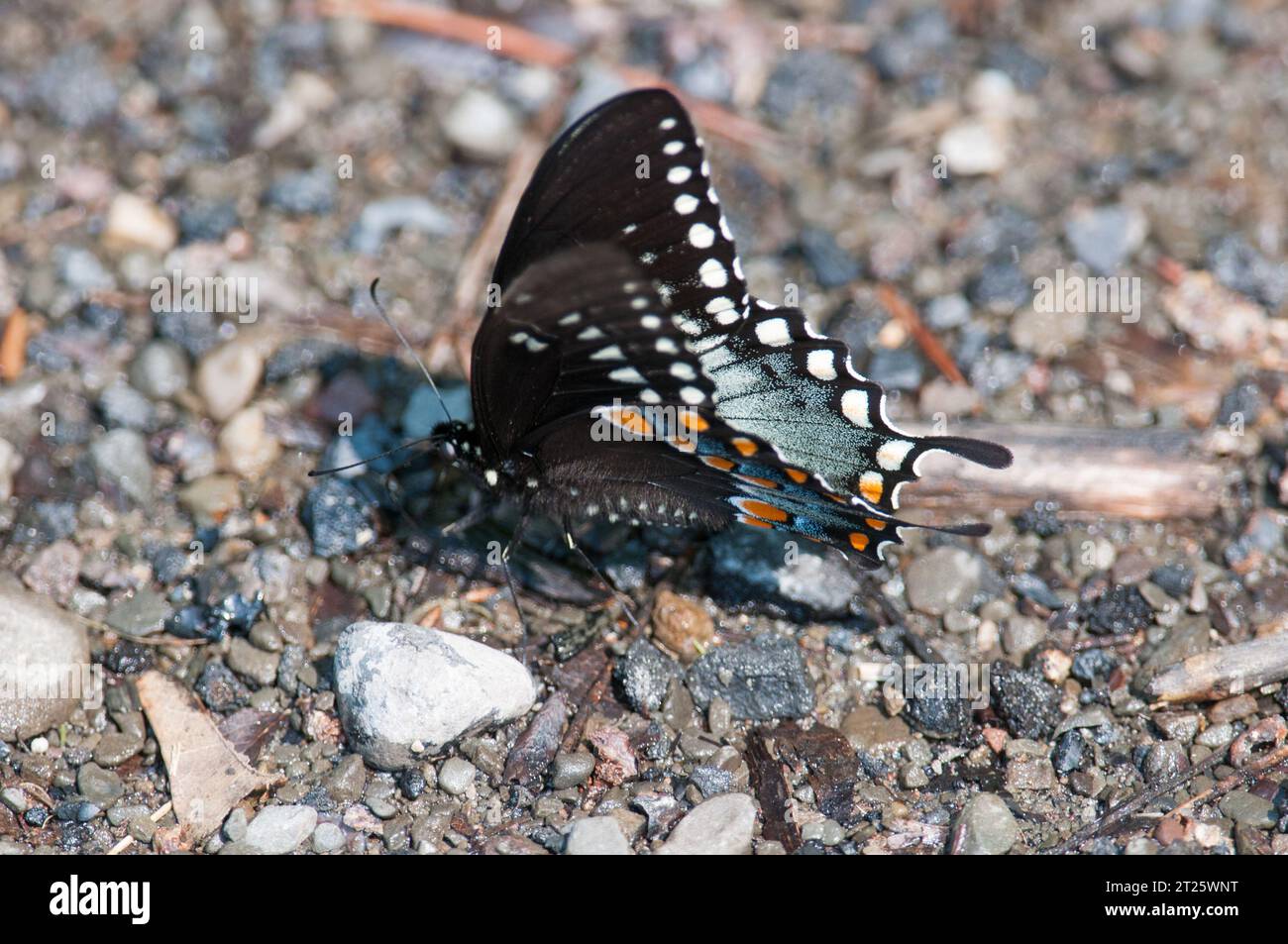 Spicebush Swallowtail Butterfly on the ground in New York Stock Photo