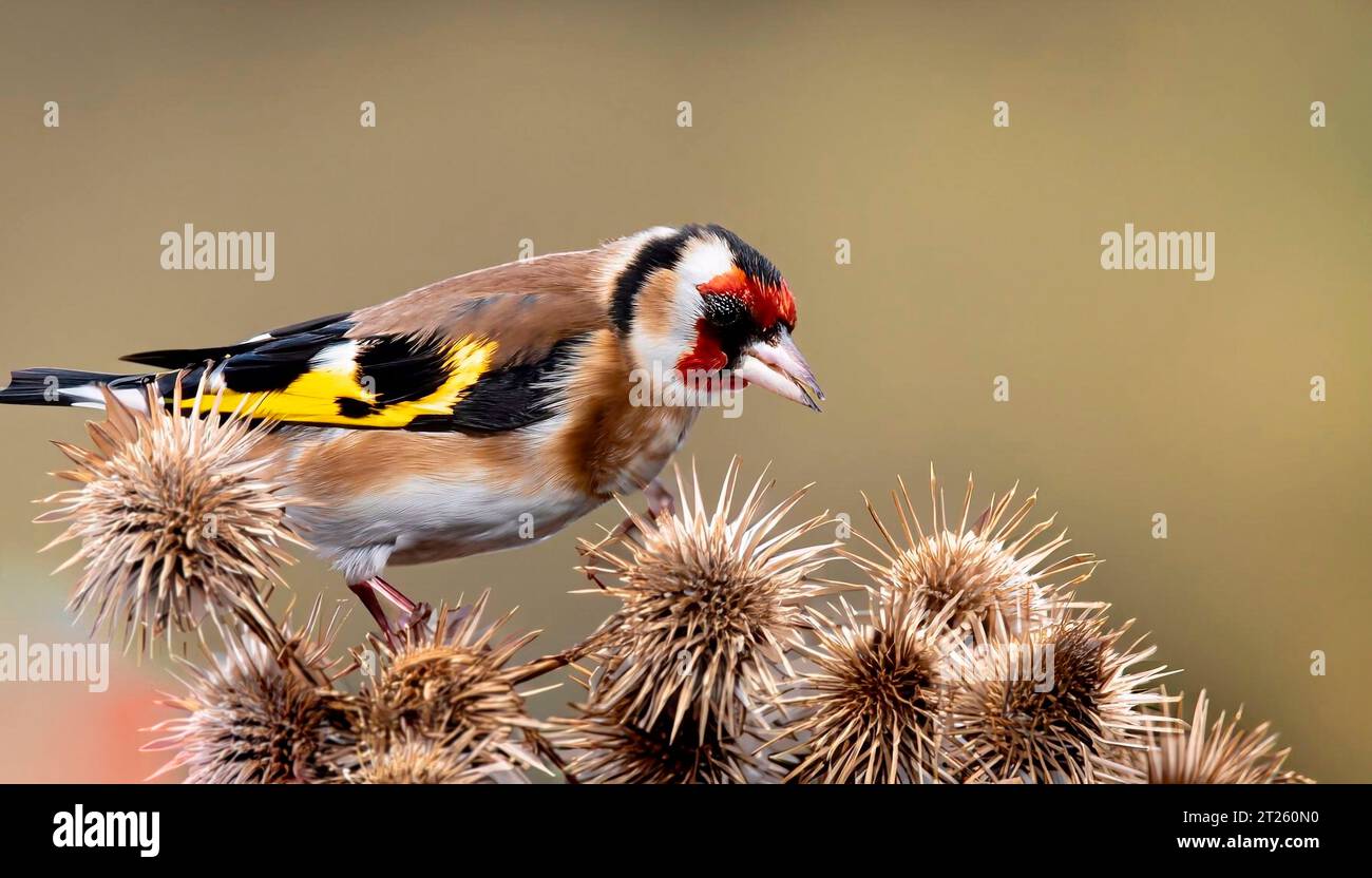 Juvenile goldfinch plumage hi-res stock photography and images - Alamy