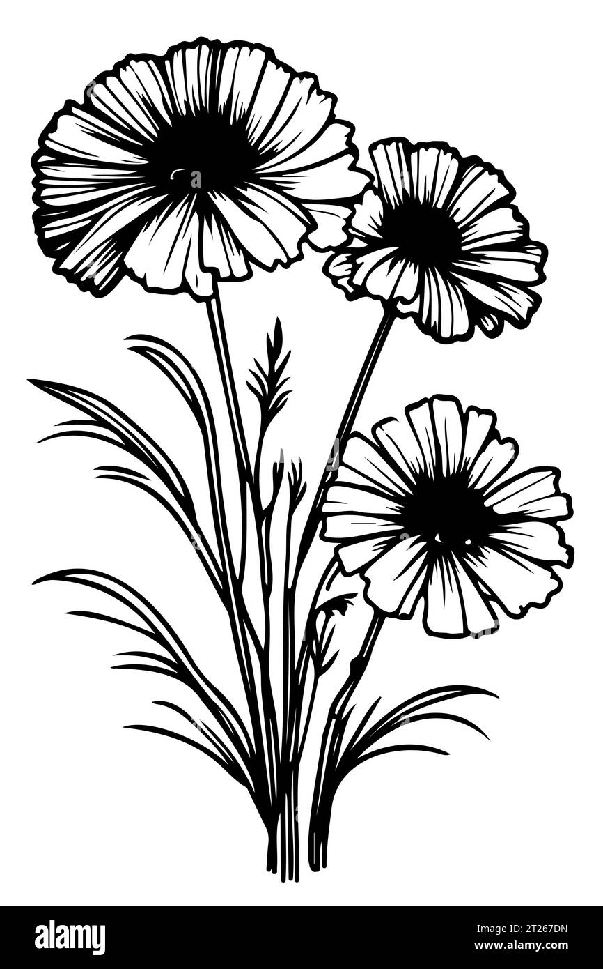 hand drawn black and white Set of Marigold Flowers Stock Vector Image