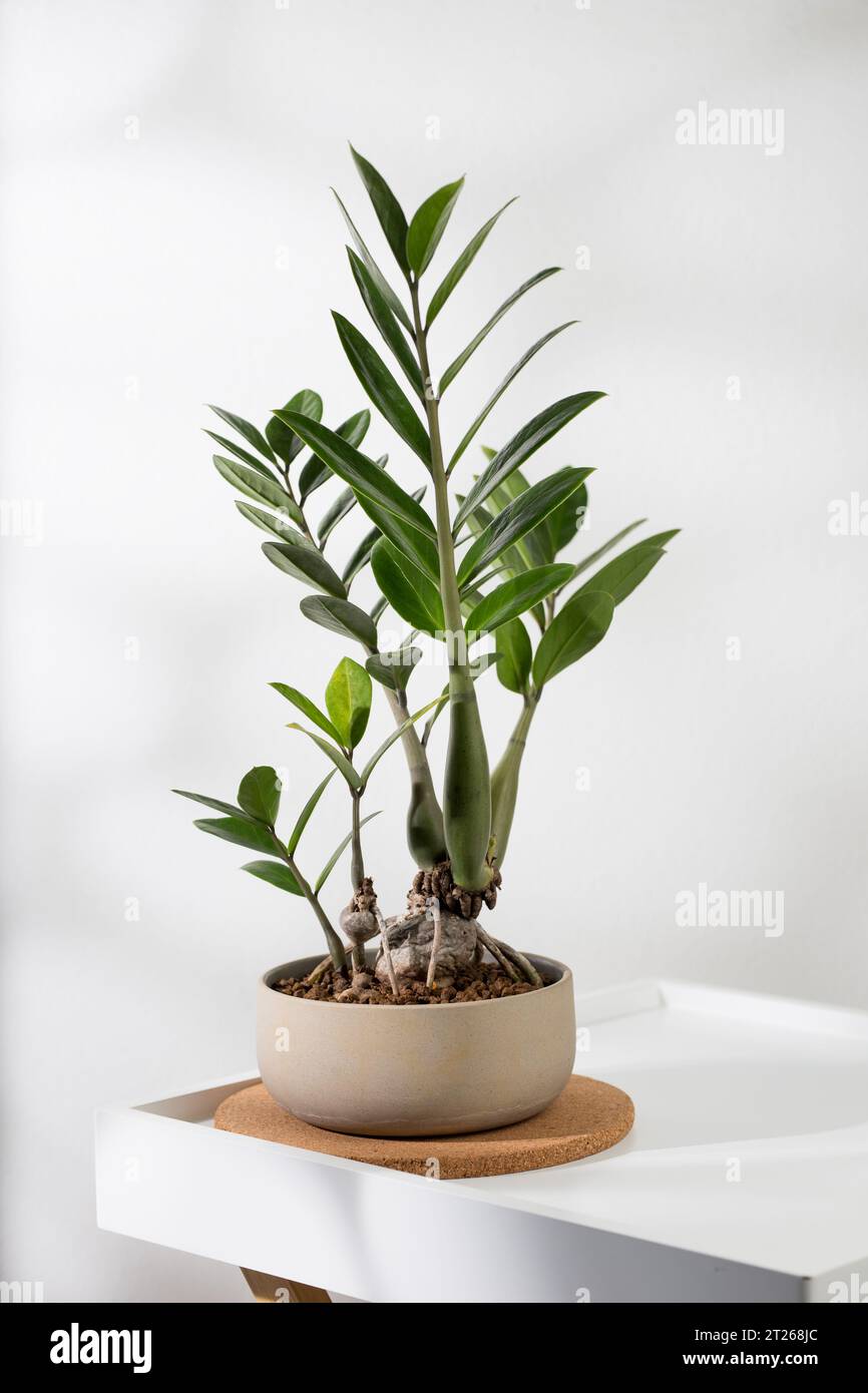 variegated lemon lime pothos Pothos Neon Queen Houseplant