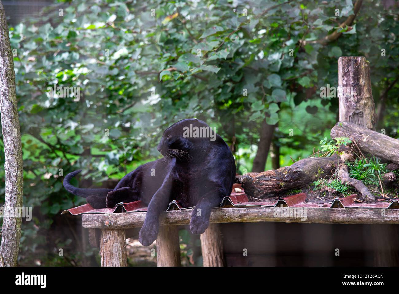 black panther sleeping in a park Stock Photo Alamy