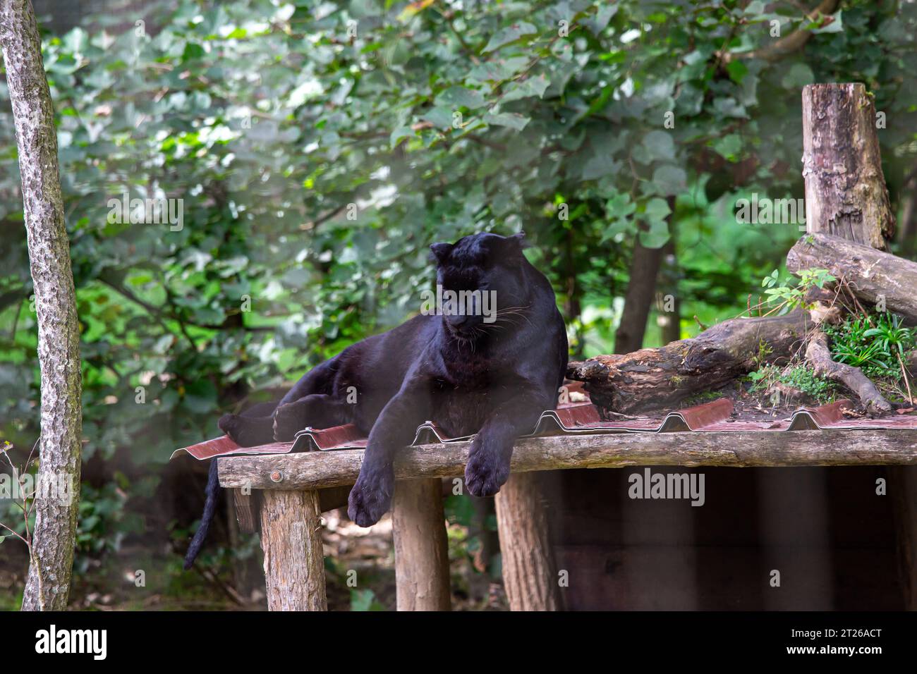 black panther sleeping in a park Stock Photo Alamy