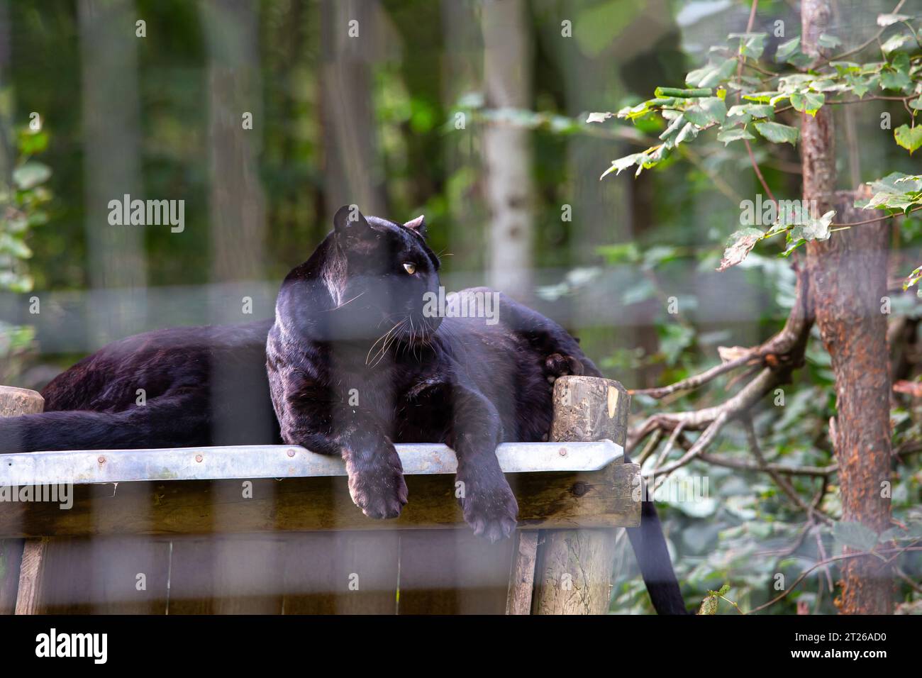 black panther sleeping in a park Stock Photo Alamy