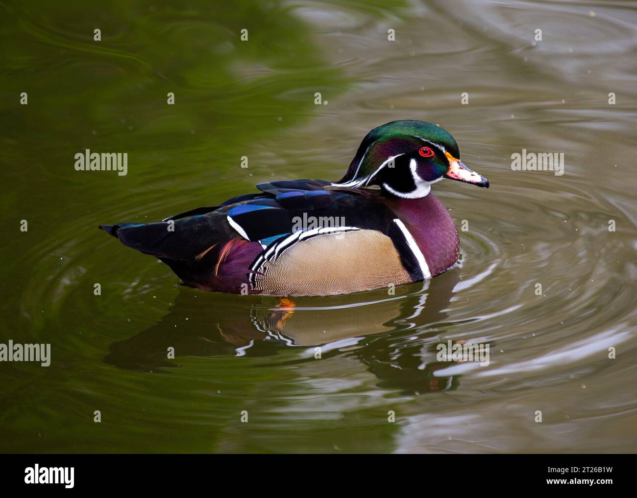 North America's most colorful waterfowl, the wood duck (Aix sponsa) is a perching duck that