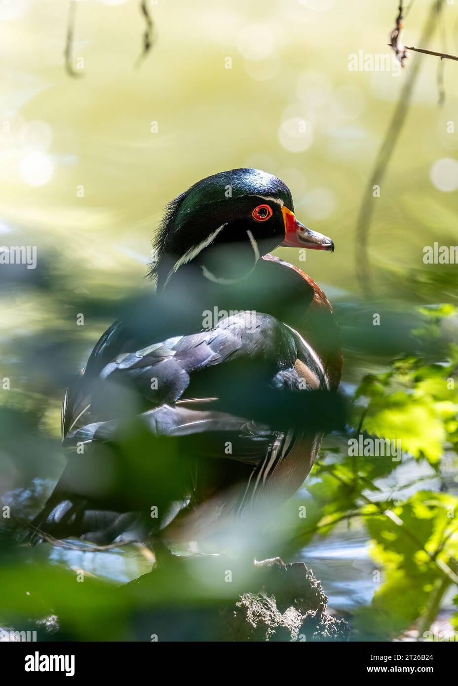 North America's most colorful waterfowl, the wood duck (Aix sponsa) is a perching duck that