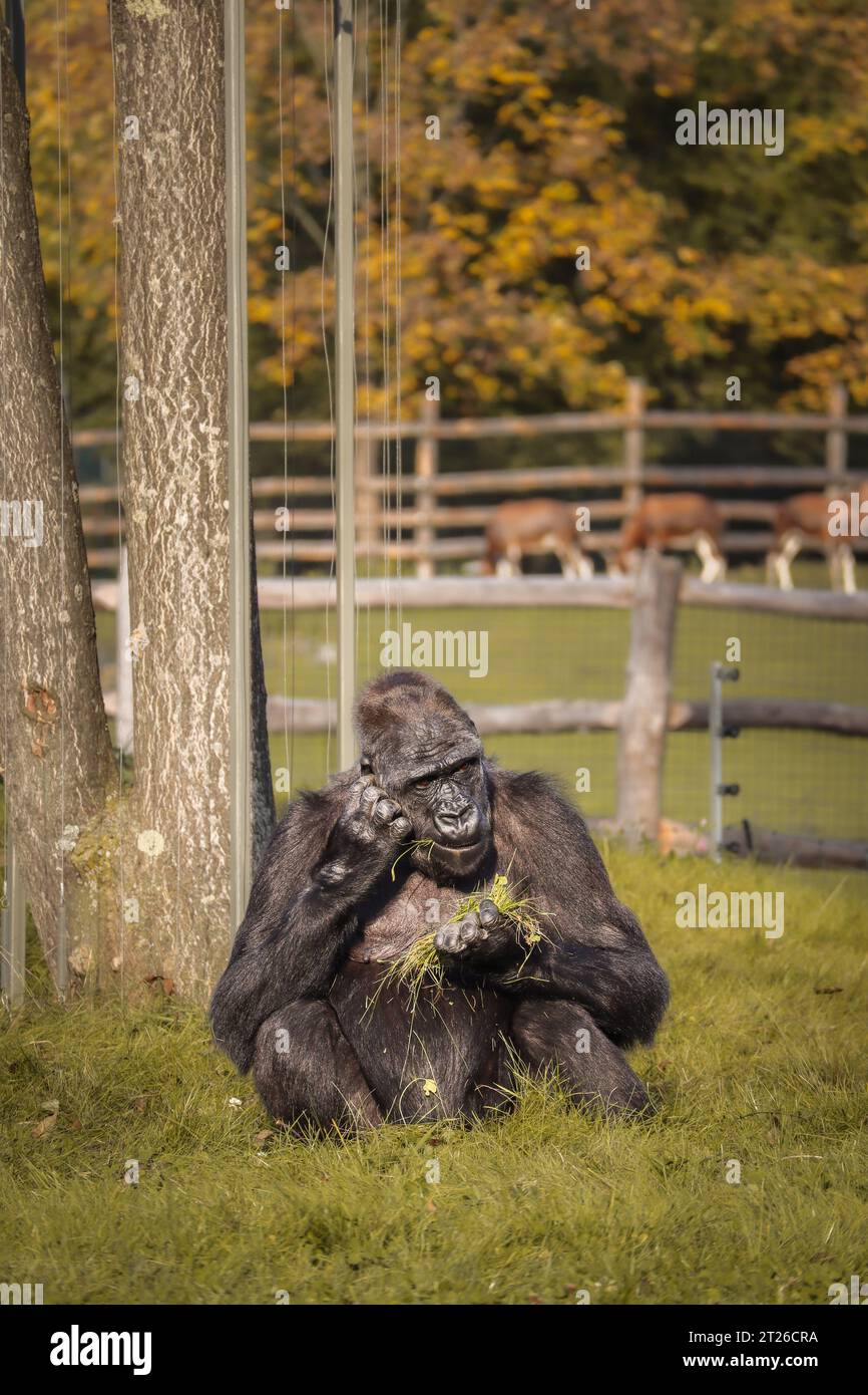 Western Lowland Gorilla Sits on Green Grass in Zoological Garden. Black Great Ape in Zoo. Critically Endangered Animal Outside in Autumn. Stock Photo