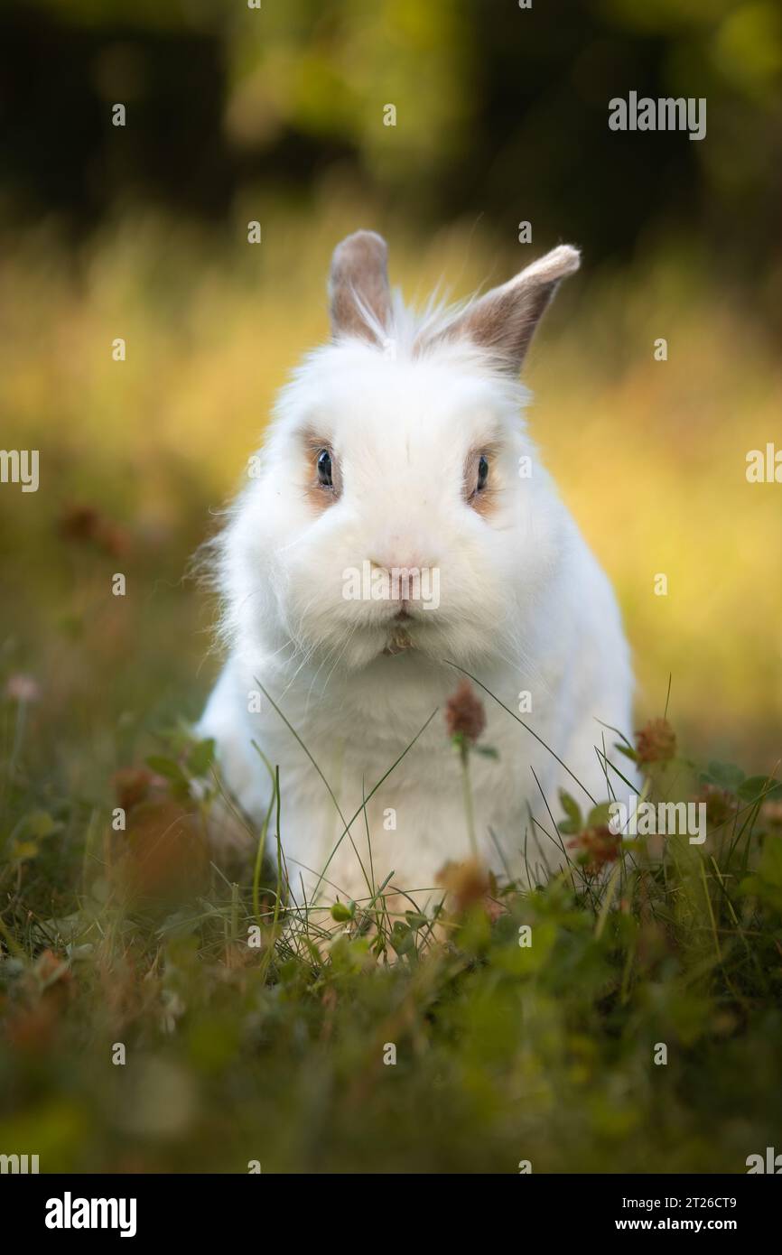 Vertical Portrait of White Bunny in Grass. Front View of Lionhead