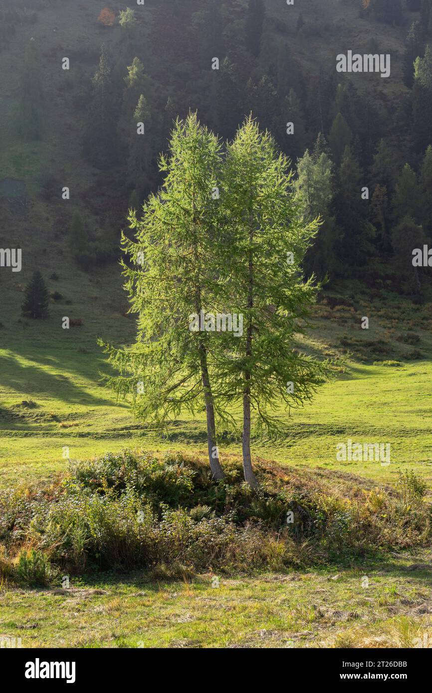 Mountain stream, European Larchs, Larix decidua, Pinaceae, Val da Larisch,  Dumagns, Muntogna da Schons, Alps, Canton of Graubünden, Switzerland Stock  Photo - Alamy