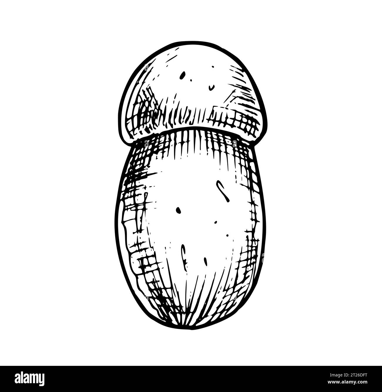 Linear white Mushroom. Hand drawn vector illustration of Boletus