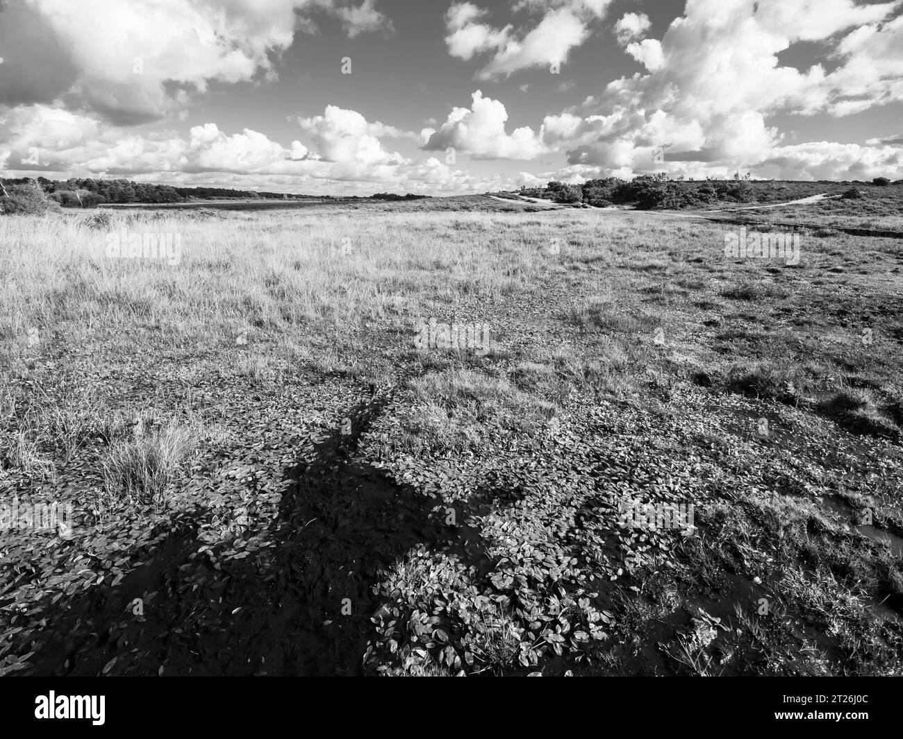 Black and White Landscape of Wetlands, Marshland, Heathland, New Forest