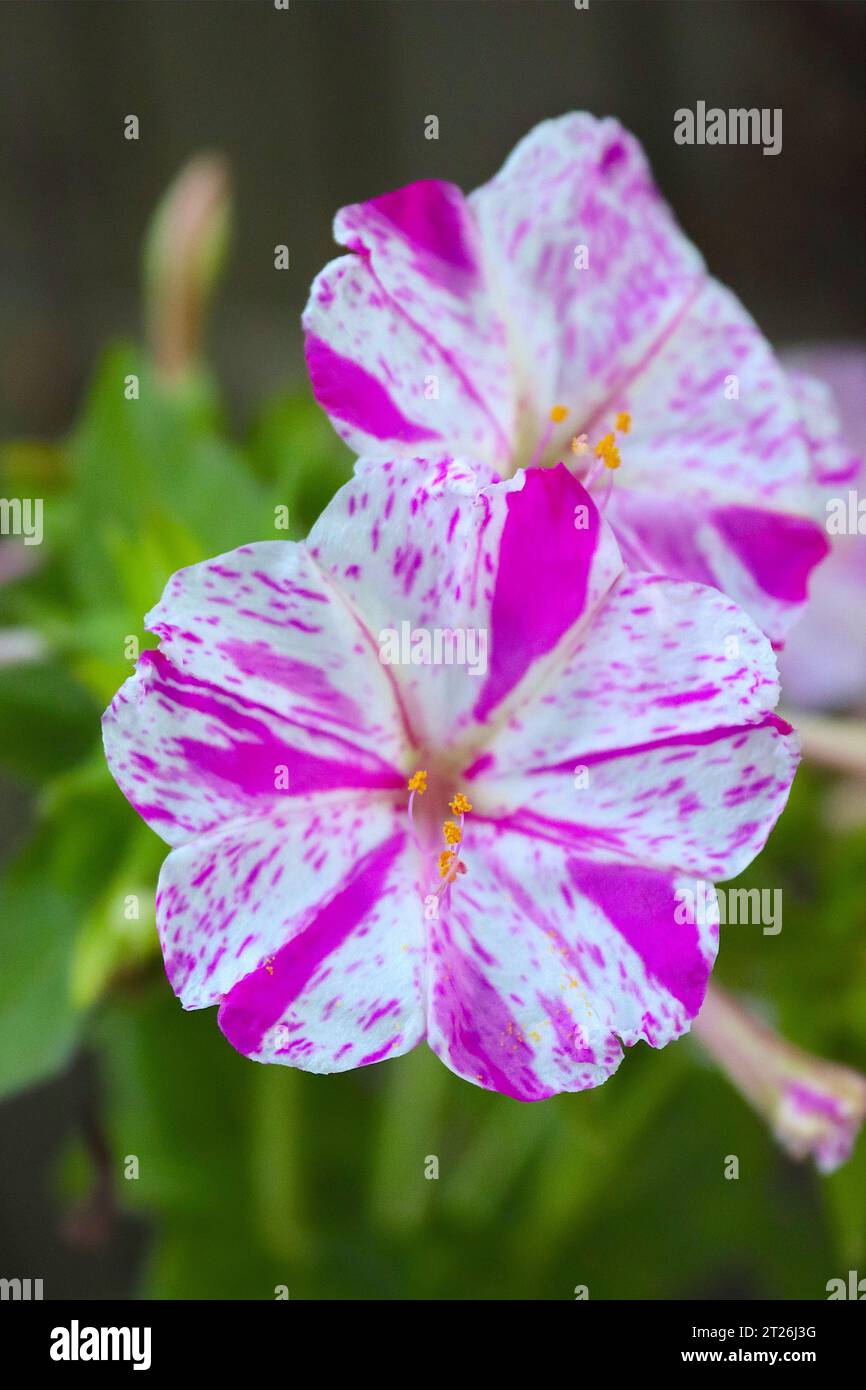 Mirabilis Jalapa, the Four o'clock flower, Marvel of Peru or Tea time plant. Flowering can ocur with different colours simultaneously on same plant. Stock Photo
