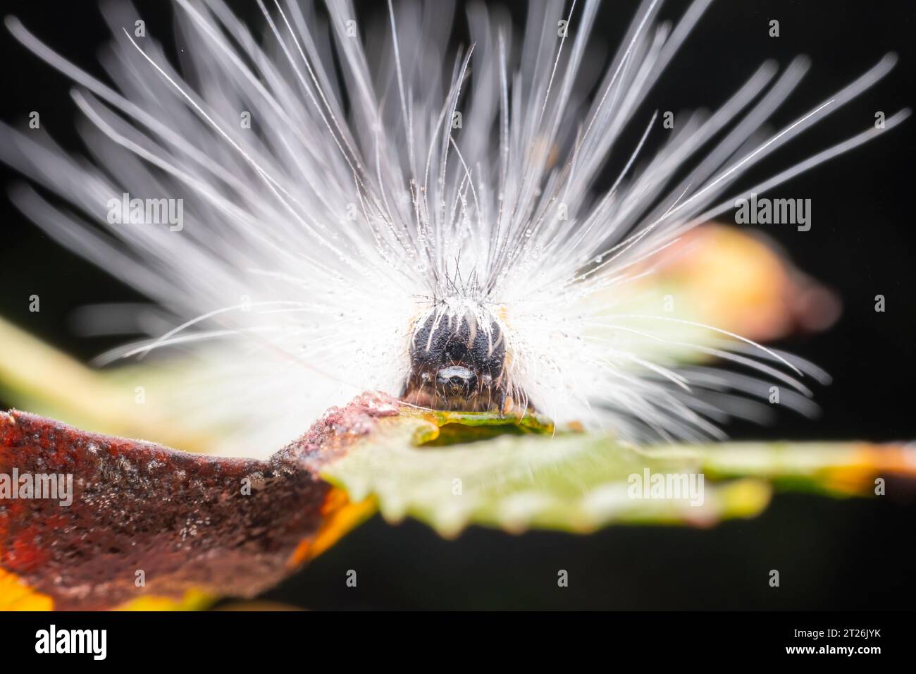 Hyphantria cunea larvae in the word Stock Photo Alamy