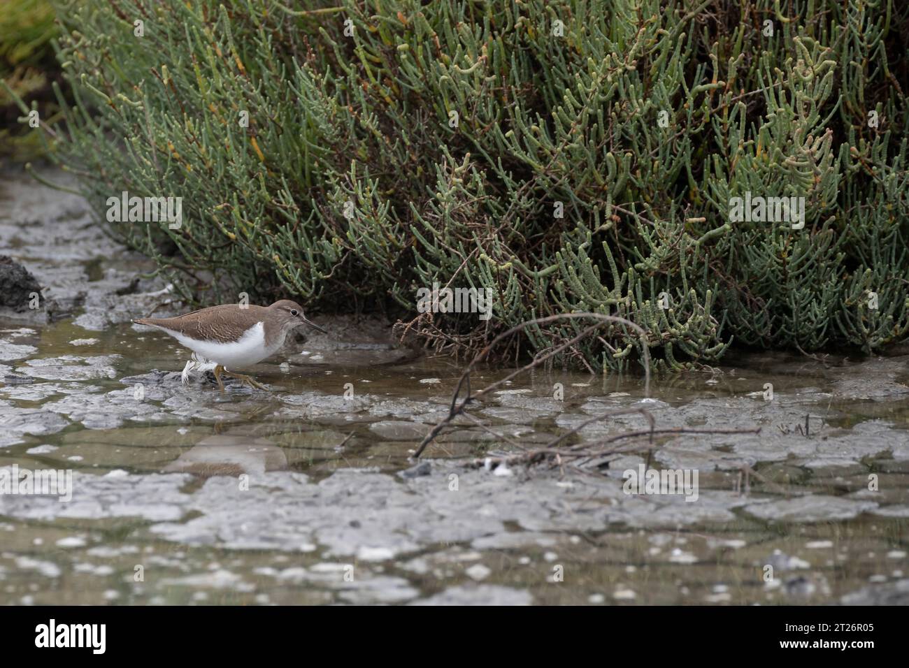 Common Sandpiper hunting in Camargue pond, South France wetlands Stock Photo