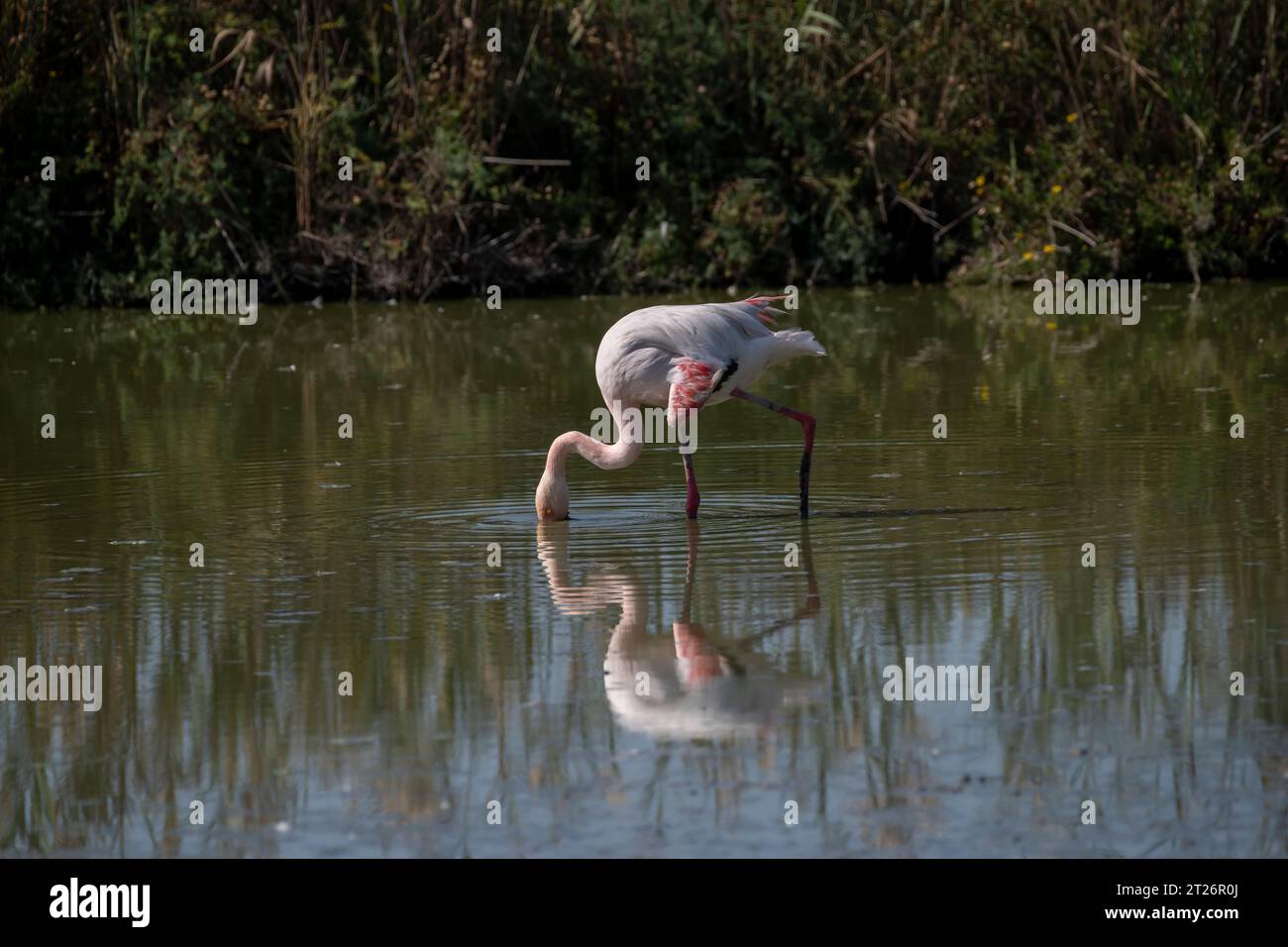 Pink Flamingo feeding in Camargue pond, South France Stock Photo