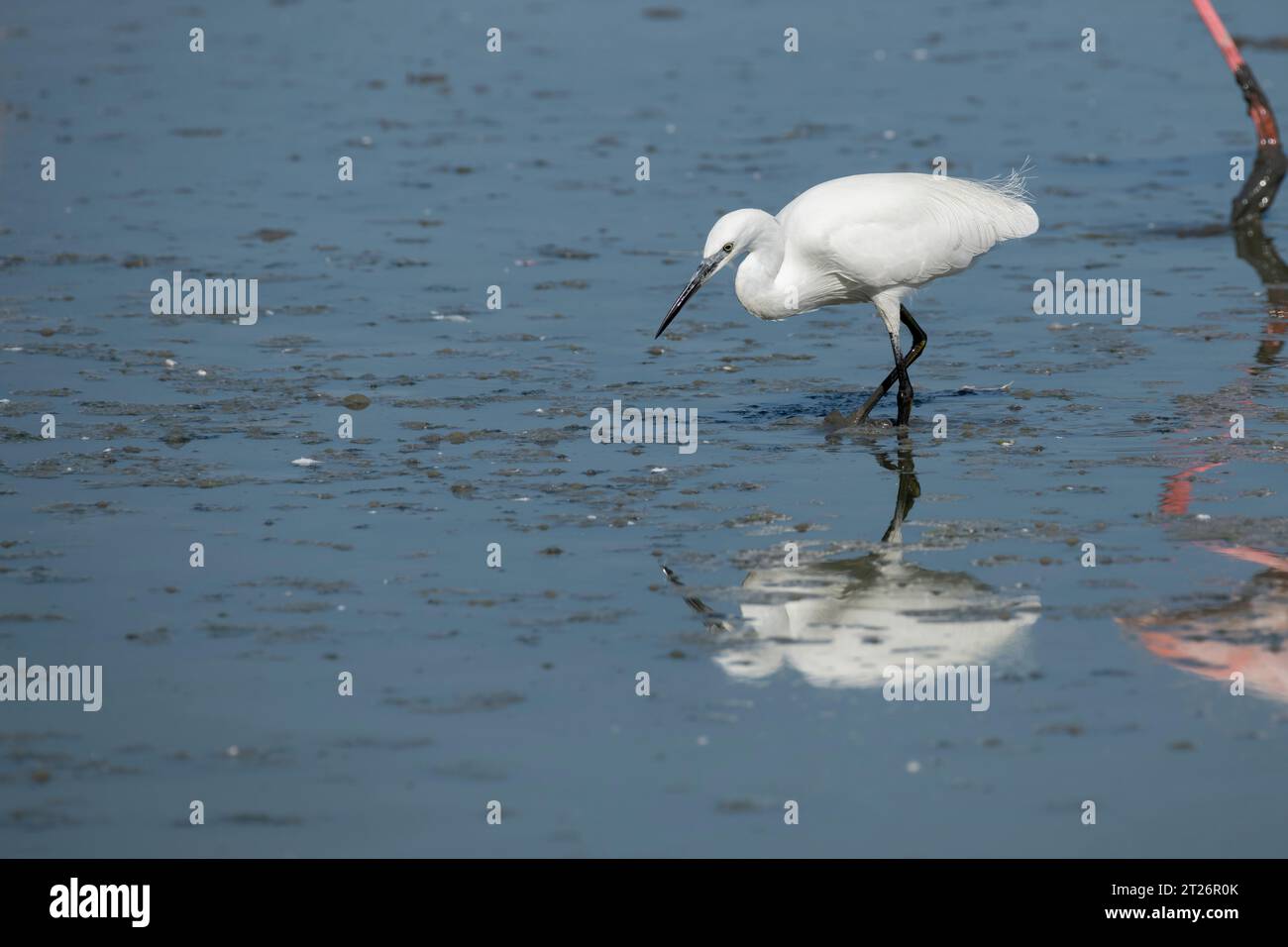 Little Egret wading in Camargue pond, South of France Stock Photo