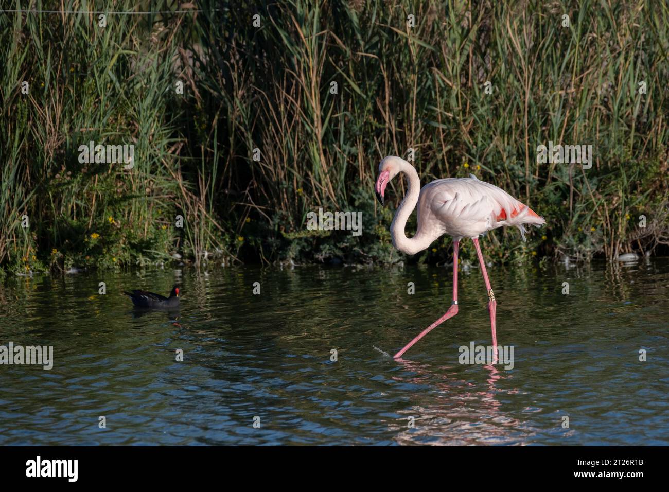 Pink Greater Flamingo strolling in Camargue pond, Southern France Stock Photo