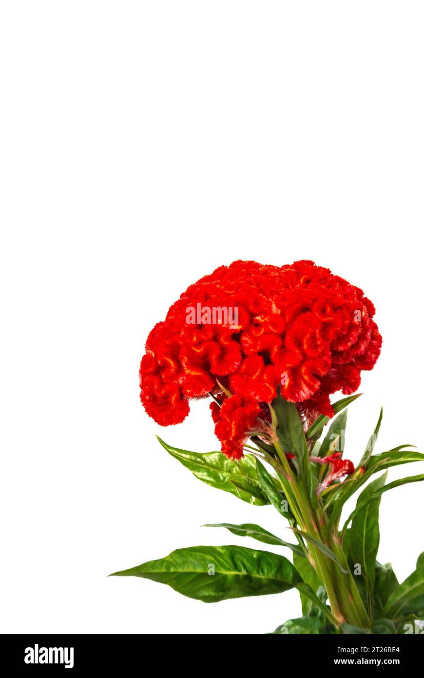 Red flower of Celosia argentea Cristata also known as Cock's comb Stock ...