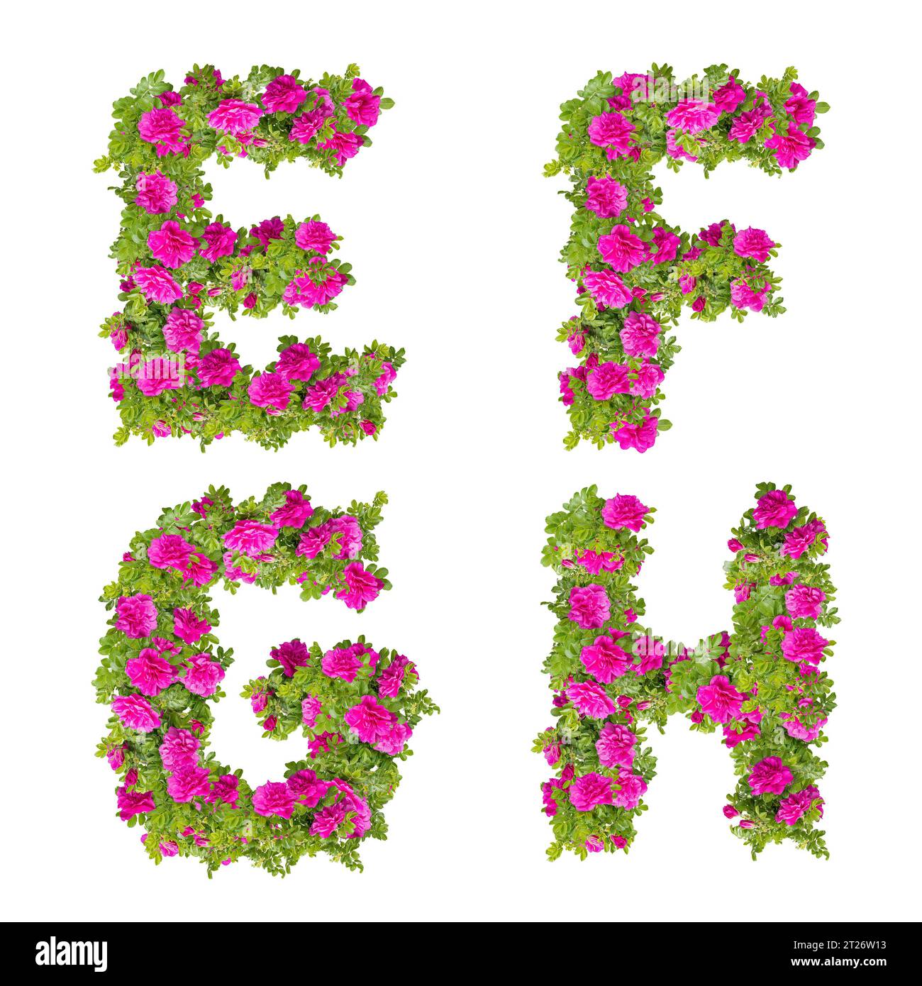 3D illustration of pink wild rose flowers alphabet - letters E-H Stock Photo