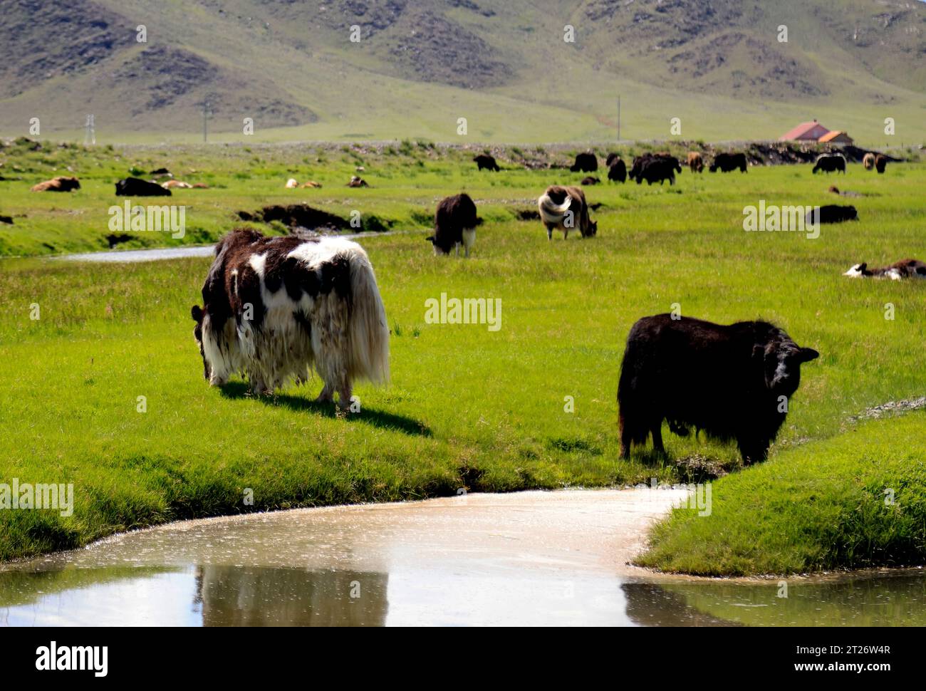 Yak grazing in the Mongolian steppe Stock Photo - Alamy