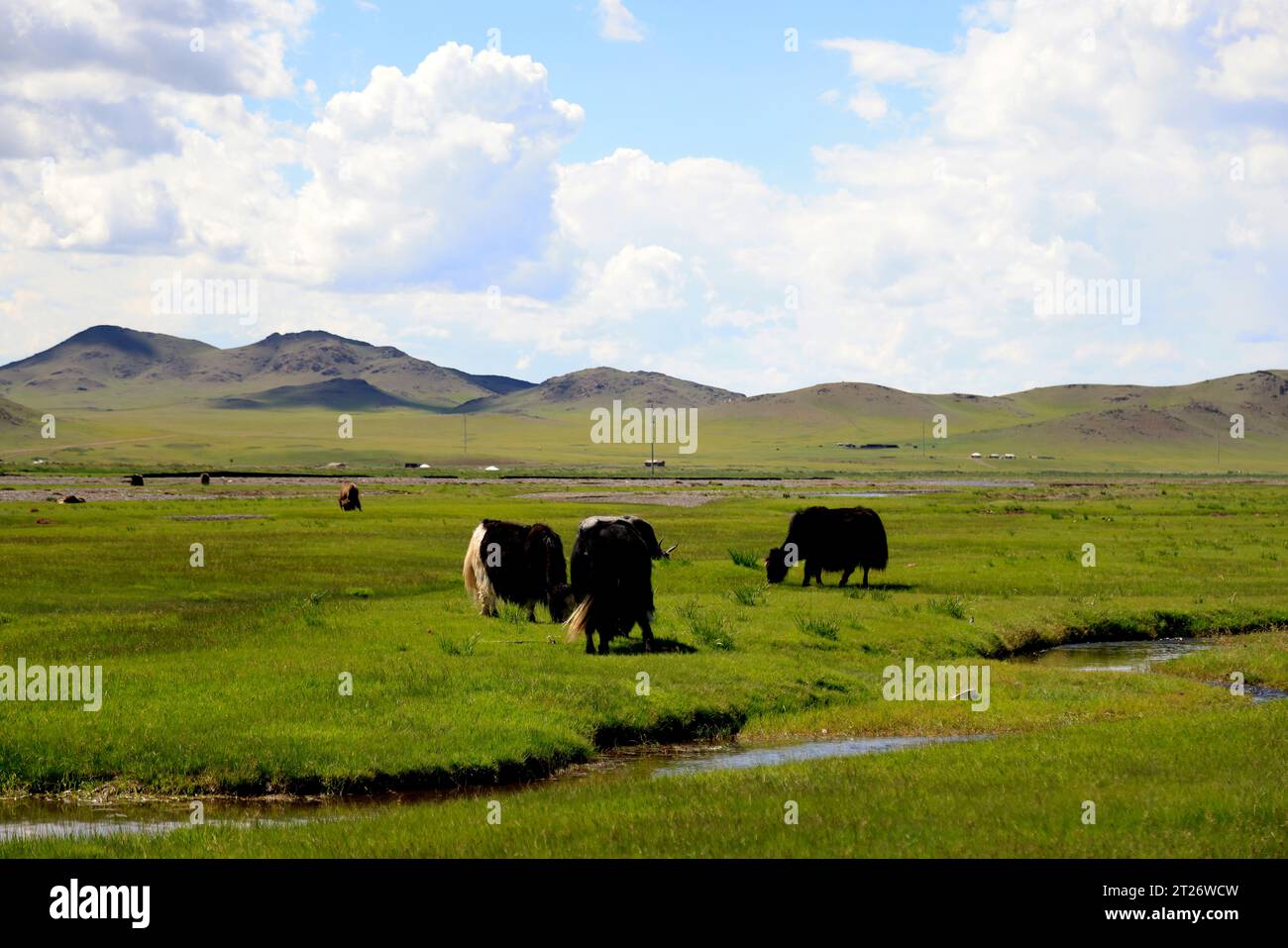 Yak grazing in the Mongolian steppe Stock Photo - Alamy