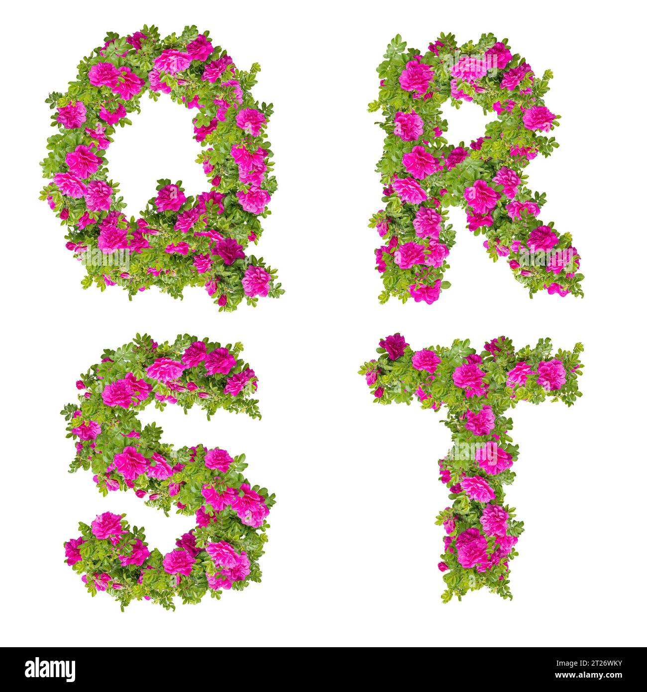 3D illustration of pink wild rose flowers alphabet - letters Q-T Stock Photo