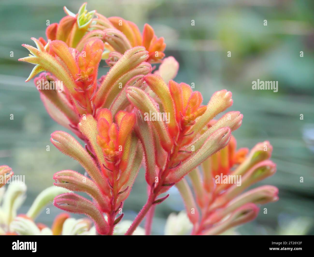 Lowe's Kangaroo Paw a plant species from southwest Australia in a