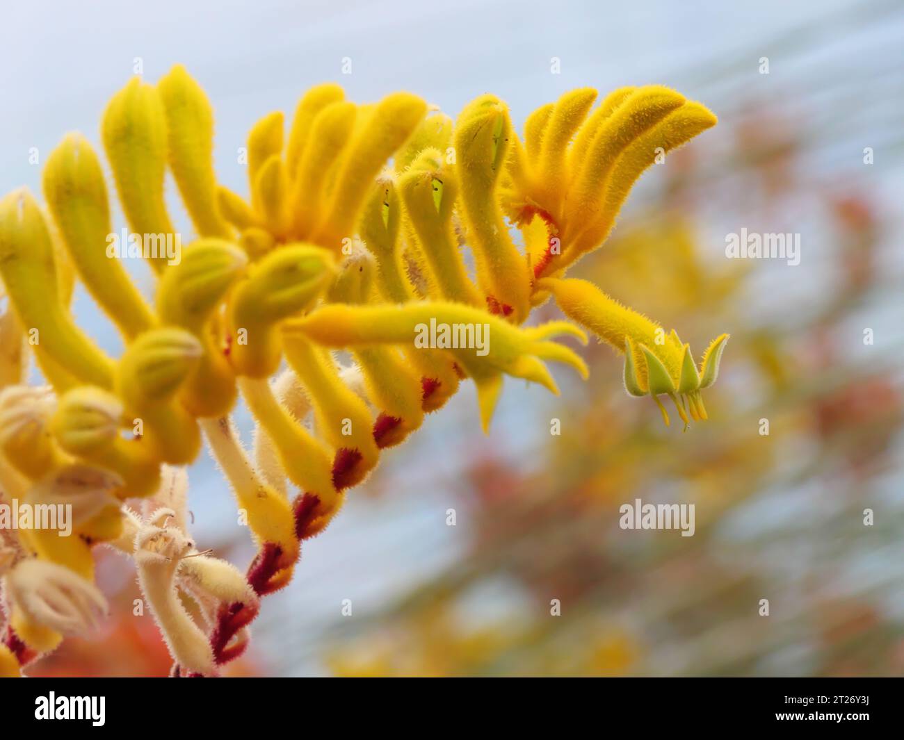 Evergreen kangaroo paw hires stock photography and images Alamy