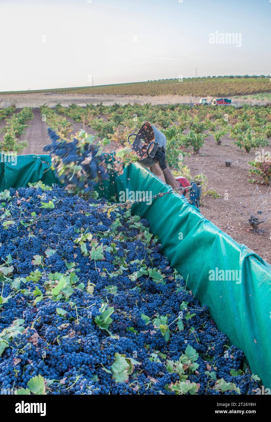 Laborer unloading his  bucket into the trailer. Grape harvest season scene Stock Photo