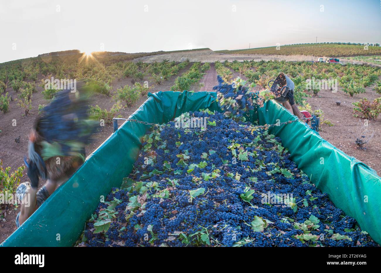 Laborers unloading their  buckets into the trailer. Grape harvest season scene Stock Photo