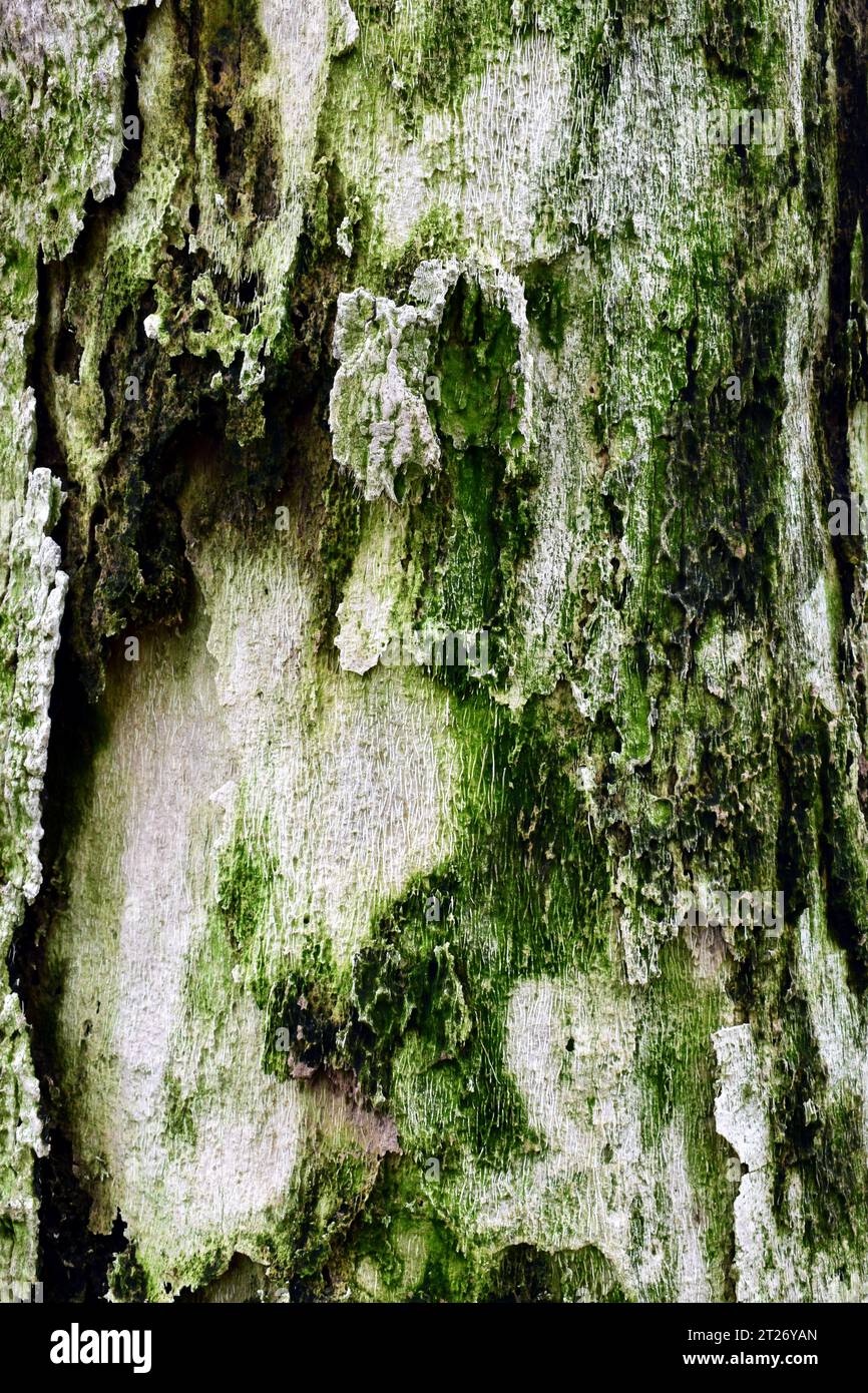 Abstract vertical photography of mossy green tree trunk details and patterns, art in nature, Tenerife, Spain Stock Photo